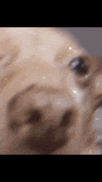 a close up of a dog 's nose with sparkles in the background