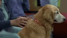 Im Not Deaf Cant Stand Her GIF - Im Not Deaf Cant Stand Her Dr Dolittle GIFs