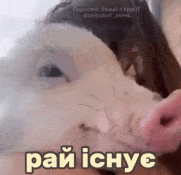 a close up of a pig 's nose with the words pai ichyc written on it