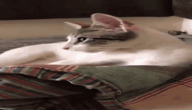 a white cat is laying on a striped blanket on a bed