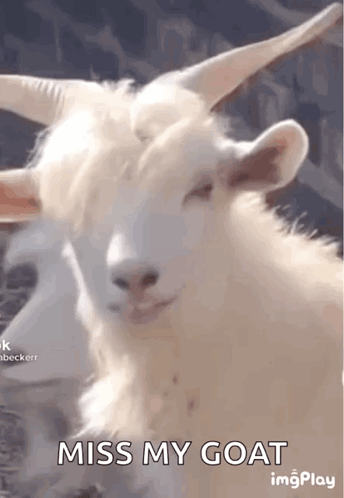 Handsome Goat GIF