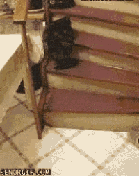 Cat Climbing GIF - Cat Climbing Stairs GIFs