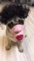 Dogs Mask GIF - Dogs Mask Confused GIFs