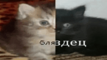 a kitten laying next to a black kitten with russian writing on the bottom