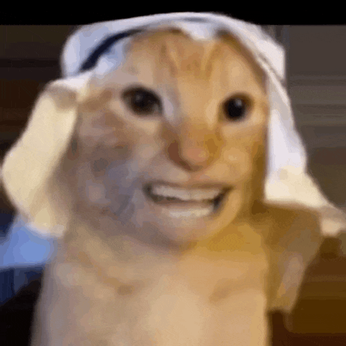 a close up of a cat wearing a white scarf and smiling .