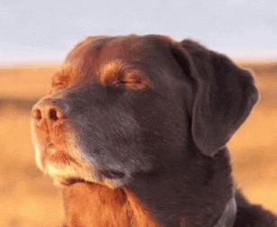 a close up of a brown dog 's face with his eyes closed