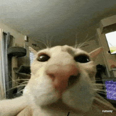 a close up of a cat 's face looking at the camera in a living room .