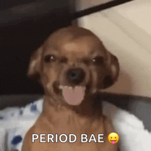 a brown dog with its tongue out and the words period bae written below it