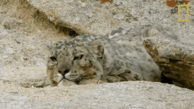 Resting Wild Cats Of India GIF - Resting Wild Cats Of India Big Cat Kingdom GIFs
