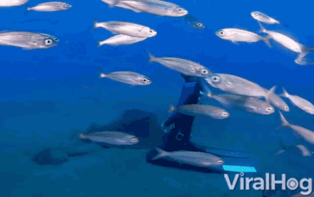 a scuba diver is surrounded by fish and the word viralhog is on the bottom of the picture