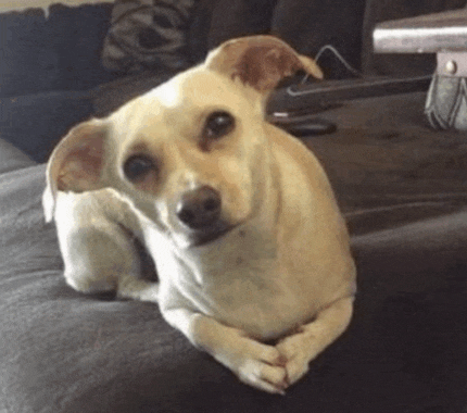 a small dog laying on a couch with its paws crossed