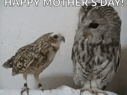 two owls are standing next to each other on a branch and looking at each other .