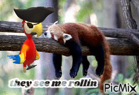 a picture of a red panda and a parrot with the caption they seem me rollin picmix
