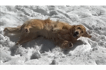 a dog laying in the snow with its mouth open