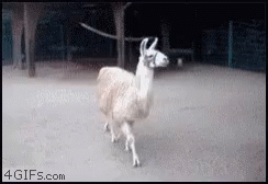 Llama GIF - Llama GIFs