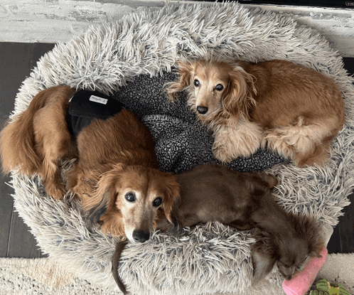 two dachshunds laying in a dog bed with one wearing diapers