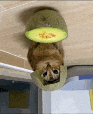 a cat is laying on its back with a slice of melon on top of it ..