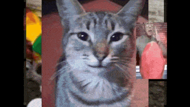 a close up of a cat 's face with a man behind it