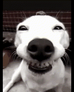 a close up of a dog 's face with a brick wall behind it