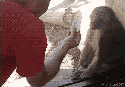 a man in a red shirt is feeding a monkey a piece of cake