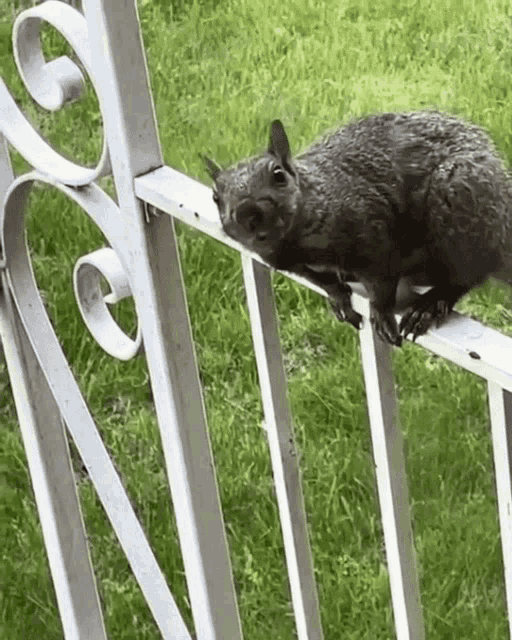 a squirrel is sitting on a metal railing in the grass