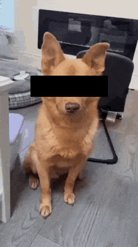 a brown dog with a black block on its eyes