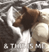 a dog is laying next to a teddy bear on a bed and says `` & this is me '' .
