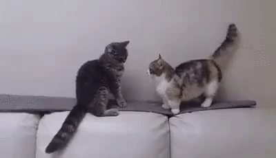 Patience Young One GIF - Cat Patience Cat Cute GIFs