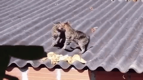 Cat Fight GIF - Cat Fight Rooftop GIFs