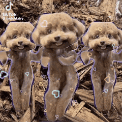 three small dogs are standing next to each other on a pile of wood .