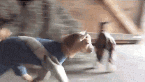 a dog wearing a blue sweater is walking next to a bird .