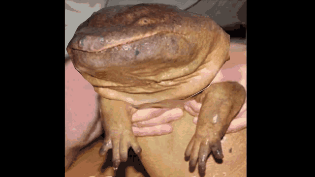 a person is holding a large lizard with a big head
