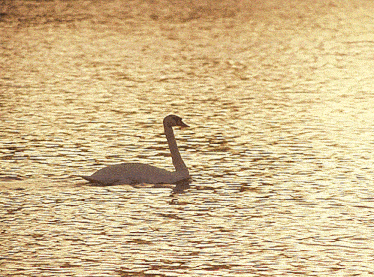 a swan with a long neck is swimming in a lake