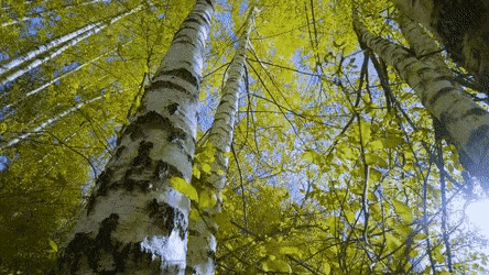 looking up at the trees in a forest with the sun shining through the leaves .