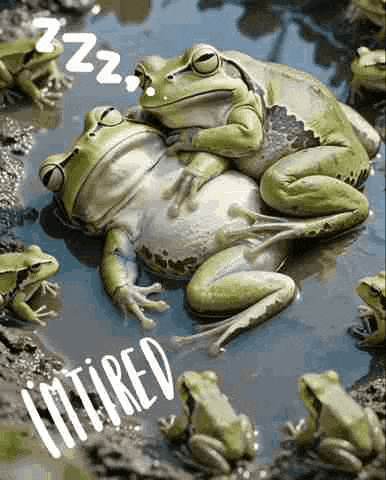 a group of frogs are sleeping in a pond .