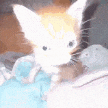 a kitten is sitting on a bed looking at the camera .