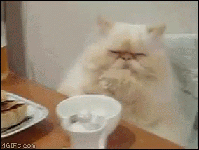 Lick Cats GIF - Lick Cats Confused GIFs
