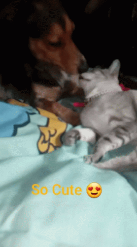 Cat Dog GIF - Cat Dog Cat Love GIFs