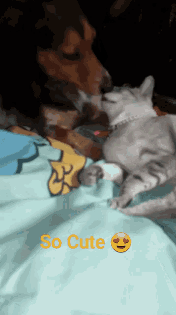 a dog and a cat are laying on a bed and the words so cute are on the bottom