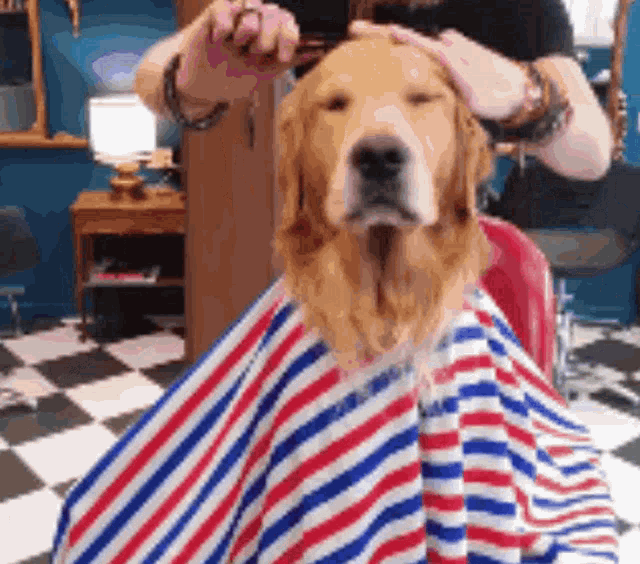 Walajukuevans Dog Barber GIF - Walajukuevans Dog Barber Dog Getting Haircut GIFs