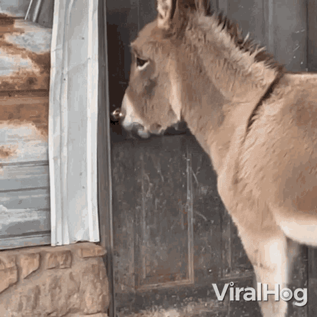 Carving Donkey GIF - Carving Donkey Viralhog GIFs