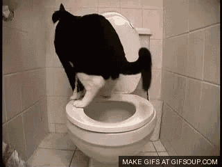 Cat First Pooping Then Falling Into Toilet - Fall GIF - Fall Cat Pet GIFs