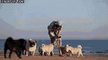 Beach GIF - Running Dog GIFs