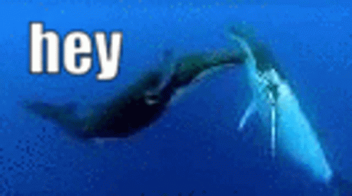 Whale Smell GIF - Whale Smell Weird GIFs
