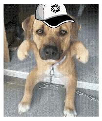 a dog wearing a baseball cap is chained to a wall