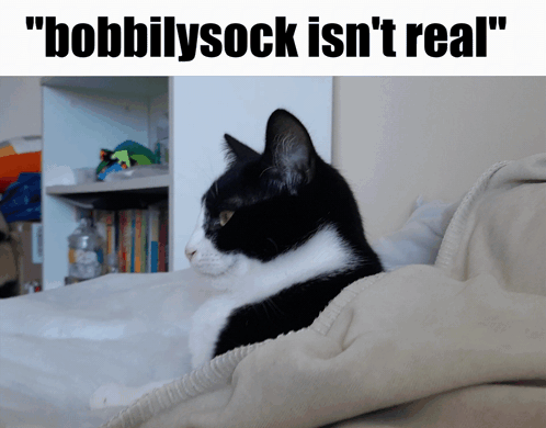 Bobbilysock Real GIF - Bobbilysock Real Cat GIFs