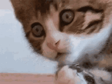 a close up of a cat 's face looking at the camera with a blurred background .
