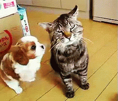 Molestando GIF - Dog Cat Annoyed GIFs