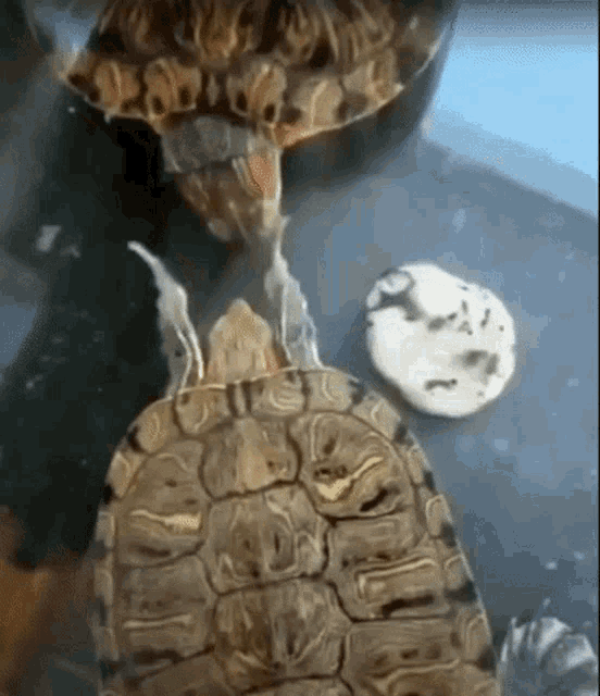 Turtle Slap Verlox GIF - Turtle Slap Verlox GIFs
