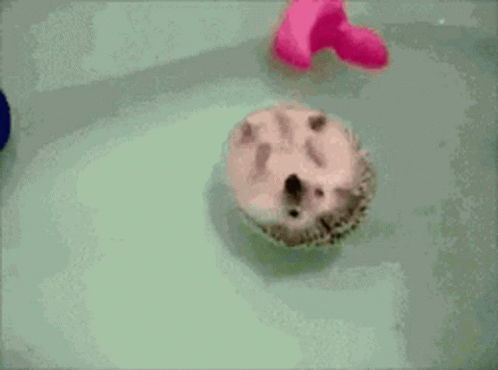 Hedgehog Bath GIF - Hedgehog Bath Cute GIFs